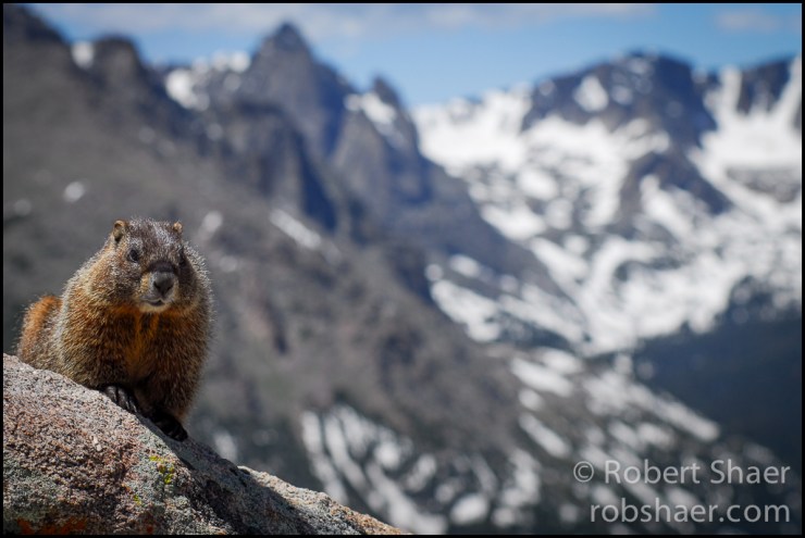 Rocky MTN Whistle Pig-1