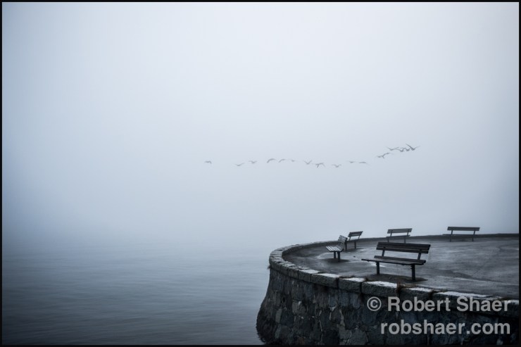 2014 January Personal Fogcouver Stanley Park-2